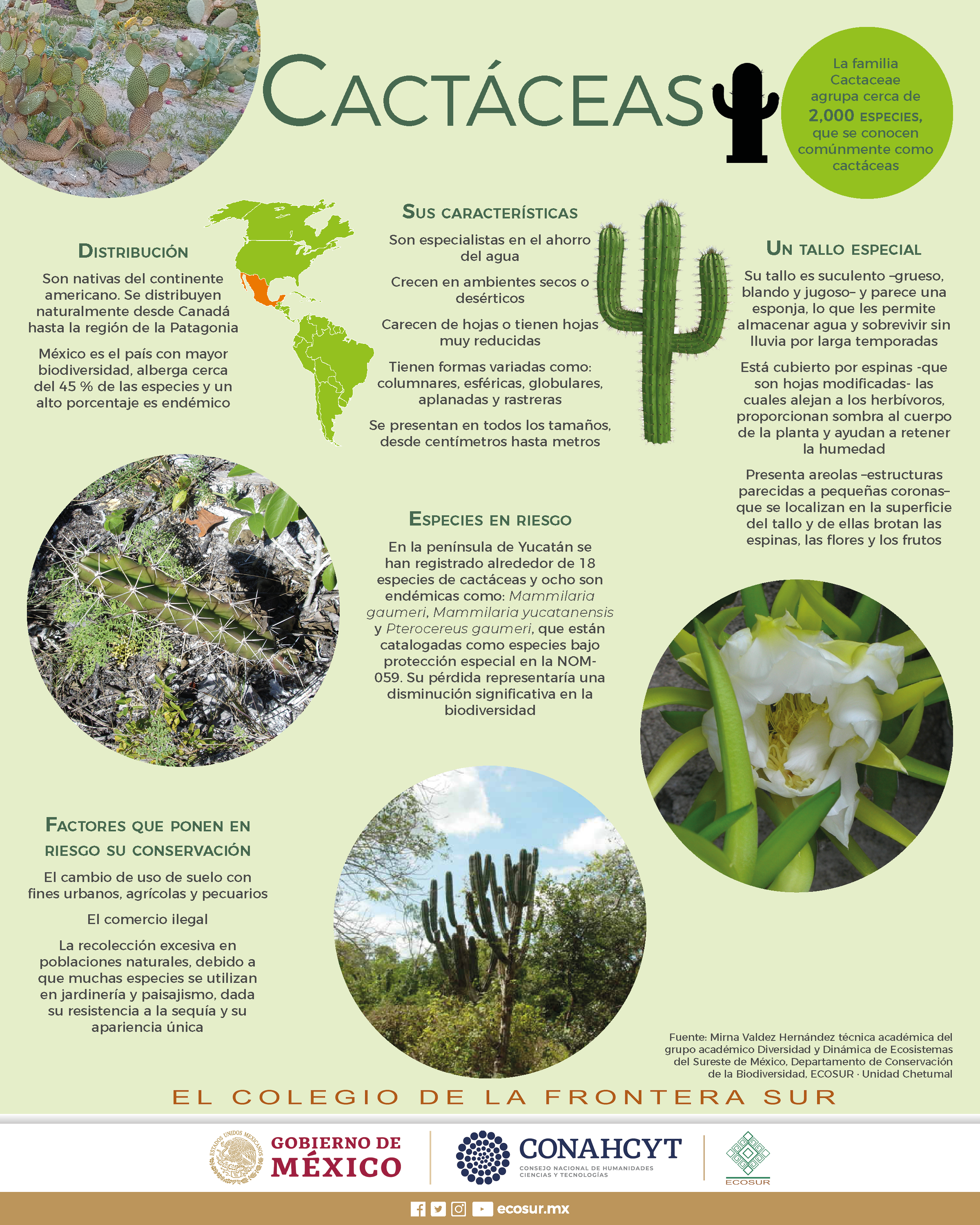 Cactáceas, riqueza natural de México, Secretaría de Medio Ambiente y  Recursos Naturales, Gobierno